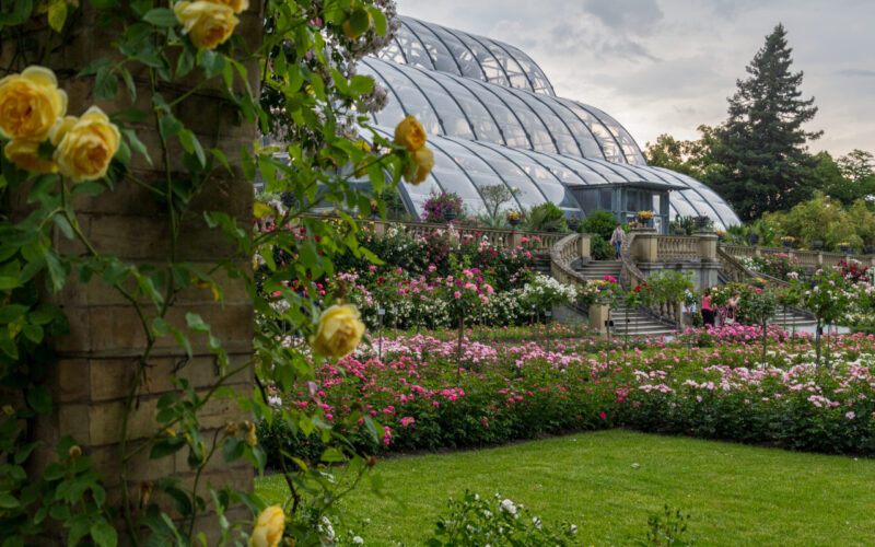 Mainau - Rosengarten und Palmenhaus