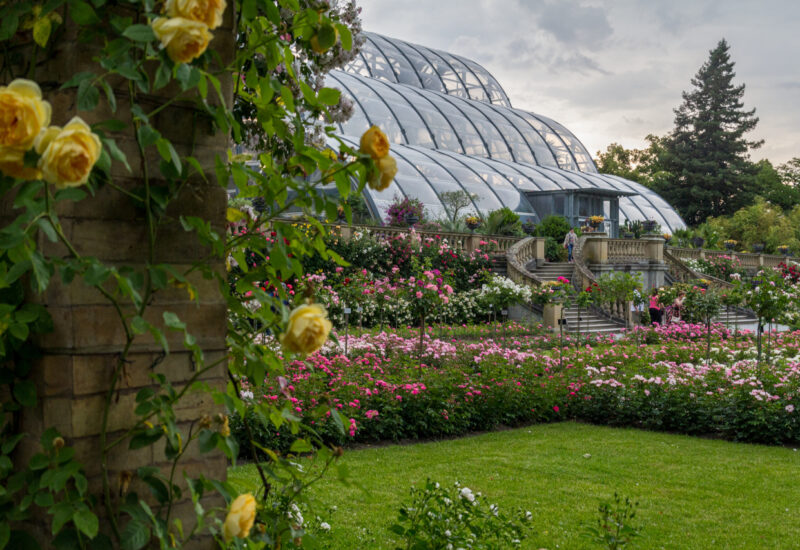 Mainau - Rosengarten und Palmenhaus
